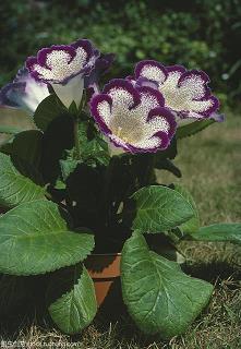 2021情人节发朋友圈文案说说91句