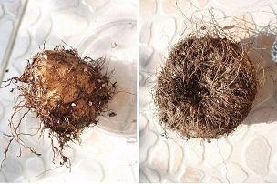 关于四月唯美古风句子简短