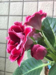 八月再见九月你好唯美句子