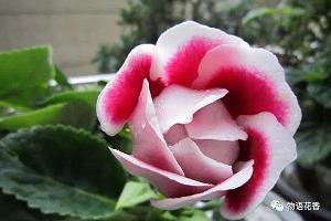 给成年人的儿童节祝福语精选47句