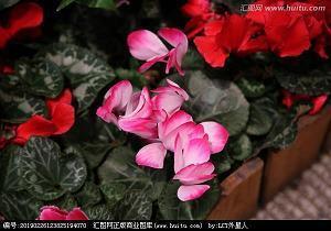简短的重阳节走心祝福寄语2021年(精选97句)