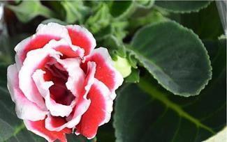 又可爱又沙雕的句子 无聊的句子说说心情推荐70句