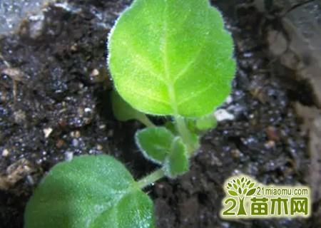 唯美的思念句子70句