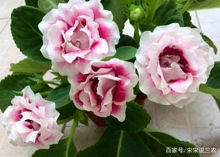 2021年鼠年新春贺词 2021年鼠年拜年祝福语