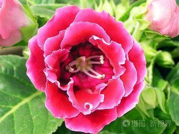 2021重阳节简单祝福说说句子(精选94句)