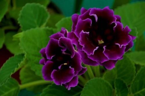 表白句子向男生简短初中