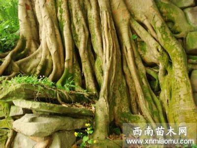 霜降节气句子 霜降节气最适合发朋友圈的文案(精选64句)
