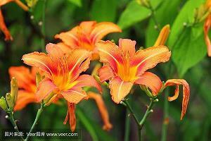 夏天吃桃子发朋友圈的说说摘录24句