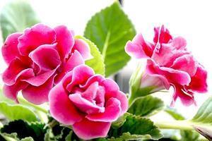 励志的句子初三学生精选81句