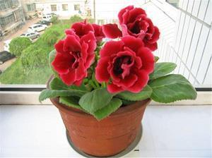 关于感恩幼儿园的句子