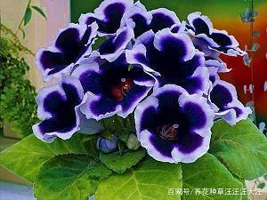尊严的的好句赏析