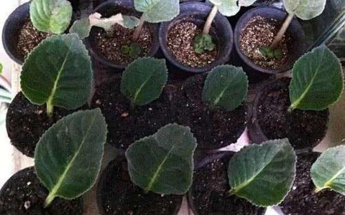 给自己加油努力的话,燃起你的斗志!精选87句