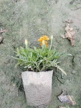 适合7月第一天发的美文最新精选93句