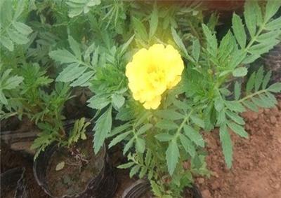 自己伤心难过的句子