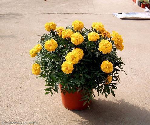 形容开心的句子作文开头 开心的句子作文开头