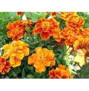 关于爱情的唯美句子 一句话诠释什么是爱情精选80句