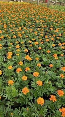 重阳佳节敬老句子(精选53句)