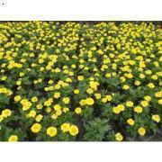 七夕表达爱意的句子简短文案一句话汇总99句