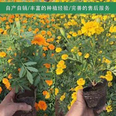 很开心很有意义的一天的句子 形容很开心的一天句子