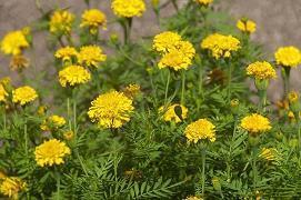 午安语录问候摘录24句