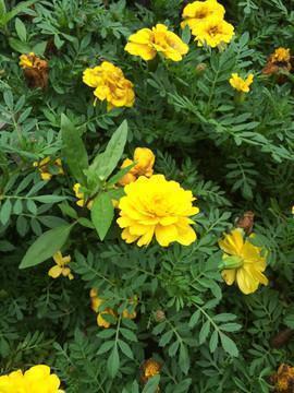 地球日文案怎么写 世界地球日一句宣传语汇编78句