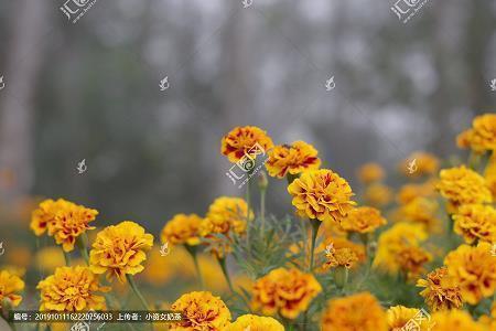 诗意的句子 古风干净文艺短句(精选41句)