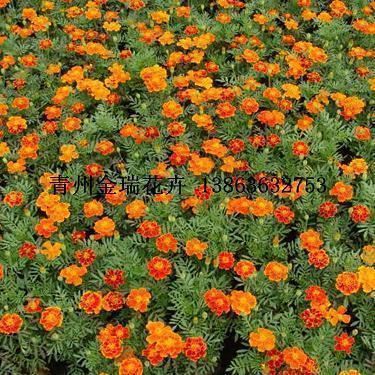 致白衣天使正能量句子 白衣天使的唯美句子推荐59句