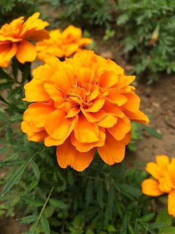 寒露时节最火的唯美文案句子(精选74句)