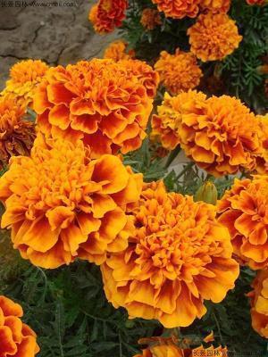 关于腊八节的暖心句子大全(精选69句)