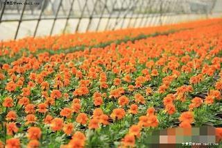给女生最诚恳道歉的句子 求女生原谅的句子