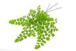 形容桃花盛开的优美句子42句