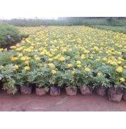 关于心烦的事能放一边的句子