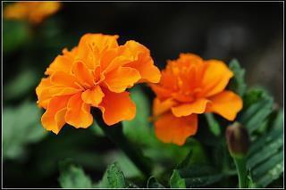 妇女节幽默段子语录大全