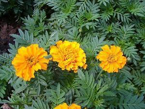 能让人保持好心情的句子