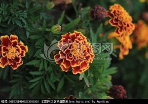 头发剪短发朋友圈说说 短发说说短发文字说说(精选47句)