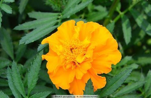 2021清明节表达思念的句子朋友圈文案合集53句