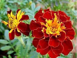 小学春季开学寄语怎么写