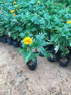 逐渐疏远的友情的句子13句