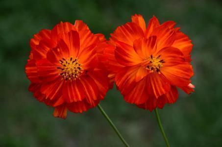 平安夜的经典短句唯美寄语(精选83句)