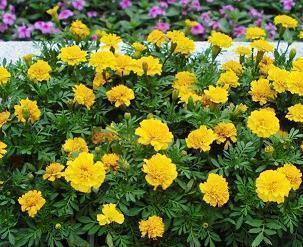 2021年过春节的说说88句