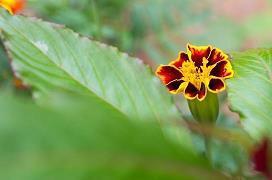 优美的诗意句子摘抄简短 简短优美句子摘抄大全