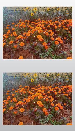 人生有太多的无奈句子