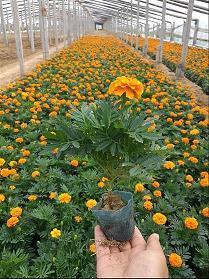 迎接2021七夕活动宣传语最新(精选38句)