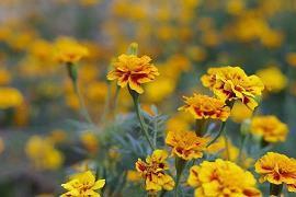 雨水节气优美文案寄语