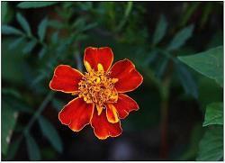 光棍节晚上表白的情话(精选39句)