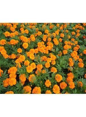 【精华】2021教师节微信文案发朋友圈汇编127句