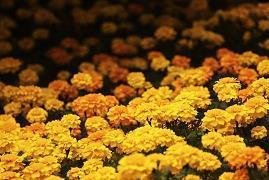 芒种节气的唯美句子 今日芒种说说合集66句