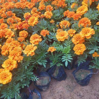 适合2.14和心仪女生表白的情话