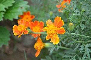 美好的心情从早上开始句子