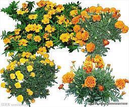 超级皮的句子 非常皮的简单句子